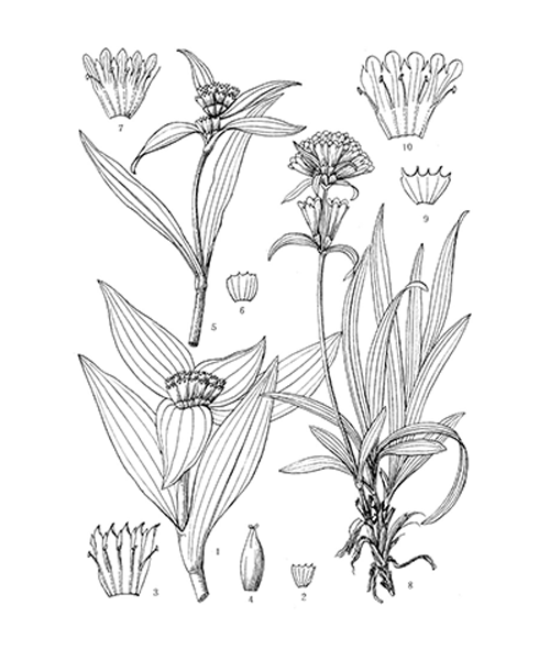 Natural compounds from  Gentiana macrophylla